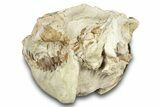 Fossil Oreodont (Leptauchenia) Skull - South Dakota #284206-4